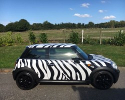 INTRODUCING DEBORAH THE ZEBRA SHE’S WILD  2009 MINI COOPER