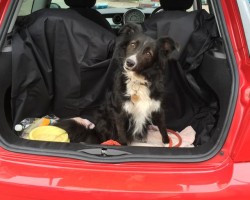 Jenny has chosen this as Floss’s new chariot (Floss is a Very pretty Collie) 2007 MINI One 1.4 Automatic in Chili Red