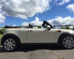 Olivia Chose this 2009 MINI Cooper Convertible In Pepper White with Chocolate Brown Hood & BIG SPEC