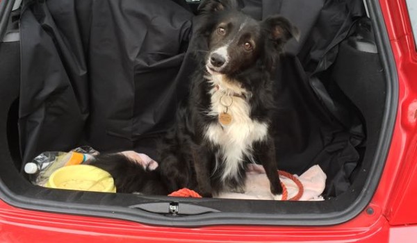 Jenny has chosen this as Floss’s new chariot (Floss is a Very pretty Collie) 2007 MINI One 1.4 Automatic in Chili Red