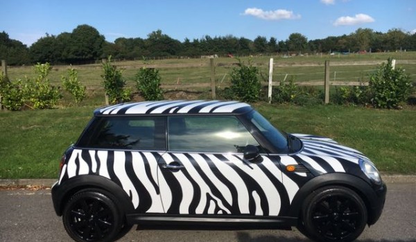 INTRODUCING DEBORAH THE ZEBRA SHE’S WILD  2009 MINI COOPER